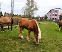 Den otevřených dveří Hipoterapie CPTS Zbůch